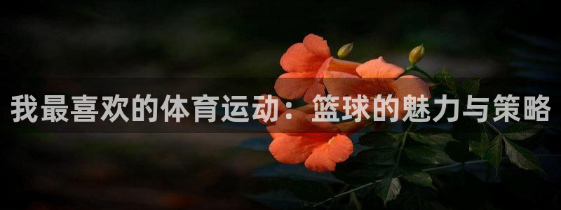 77体育官网：我最喜欢的体育运动：篮球的魅力与策略