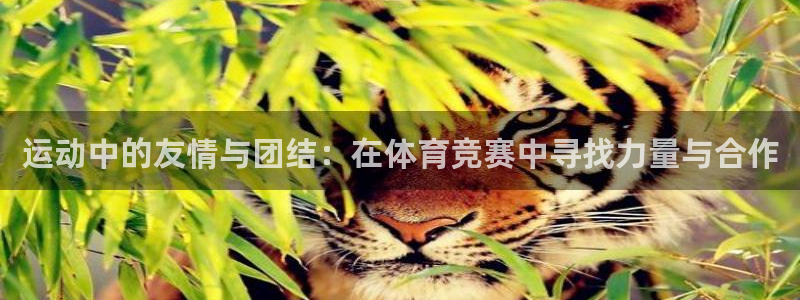 77体育官网：运动中的友情与团结：在体育竞赛中寻找力量与合作